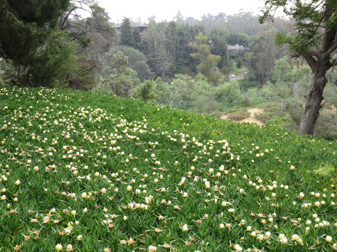Flowers in Balboa Park