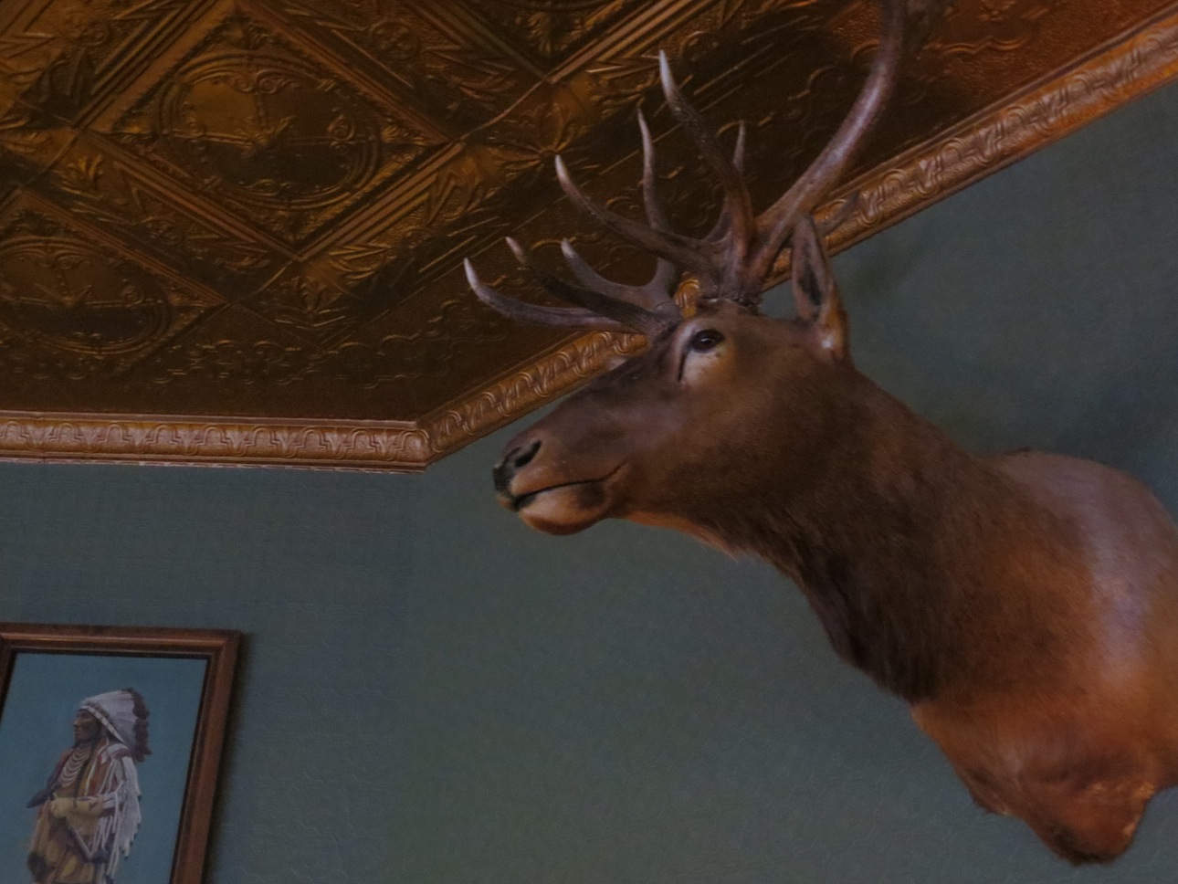 Deer head inside the Occidental Hotel.