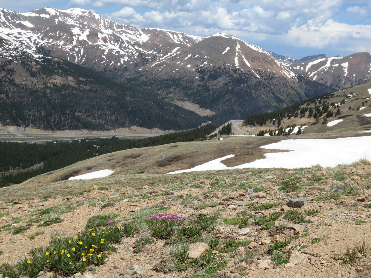 Small flowers at the higher elevation.