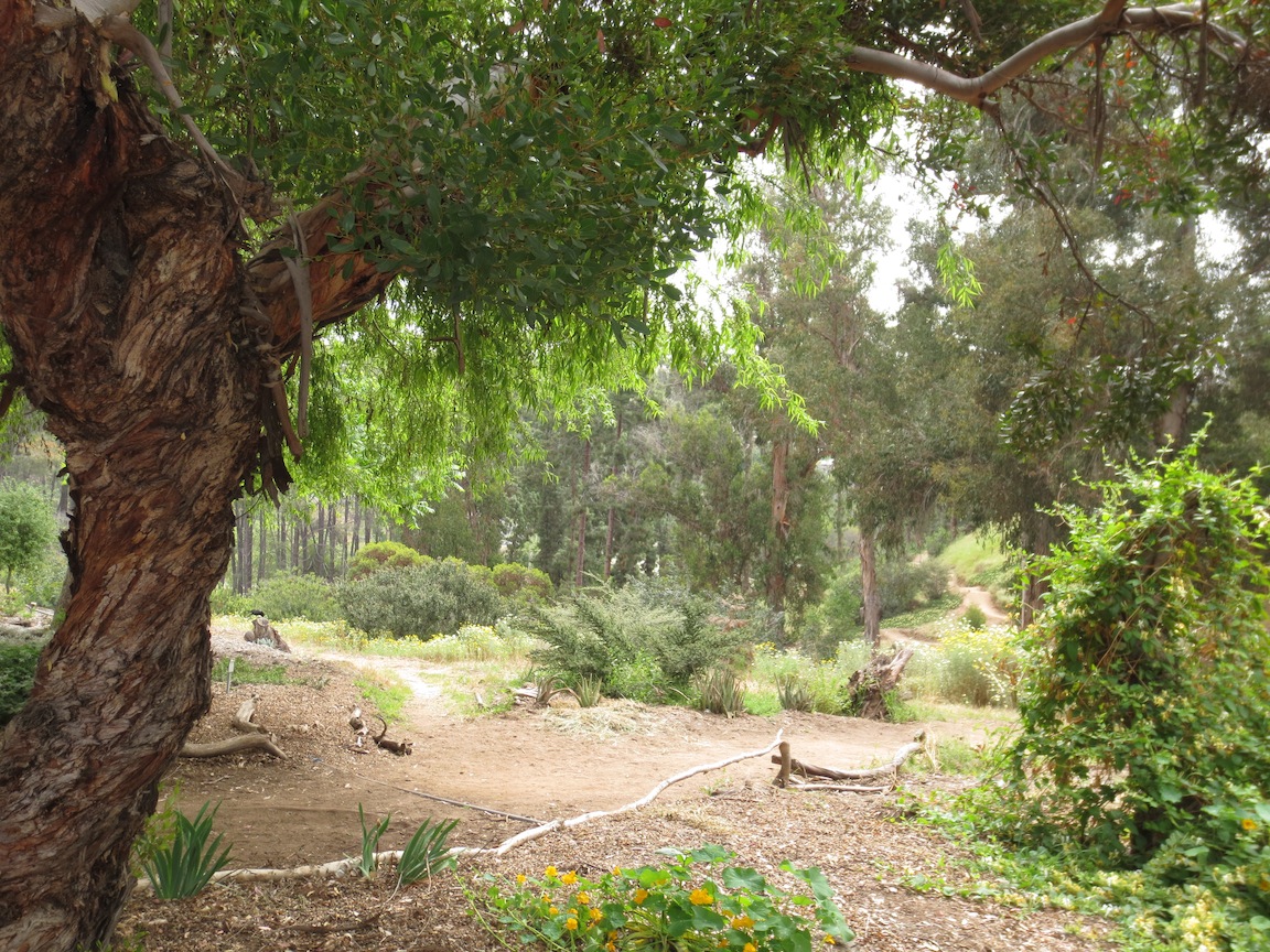 Walking through Balboa Park