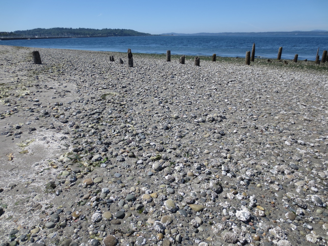 Rocks on the shore at the park.