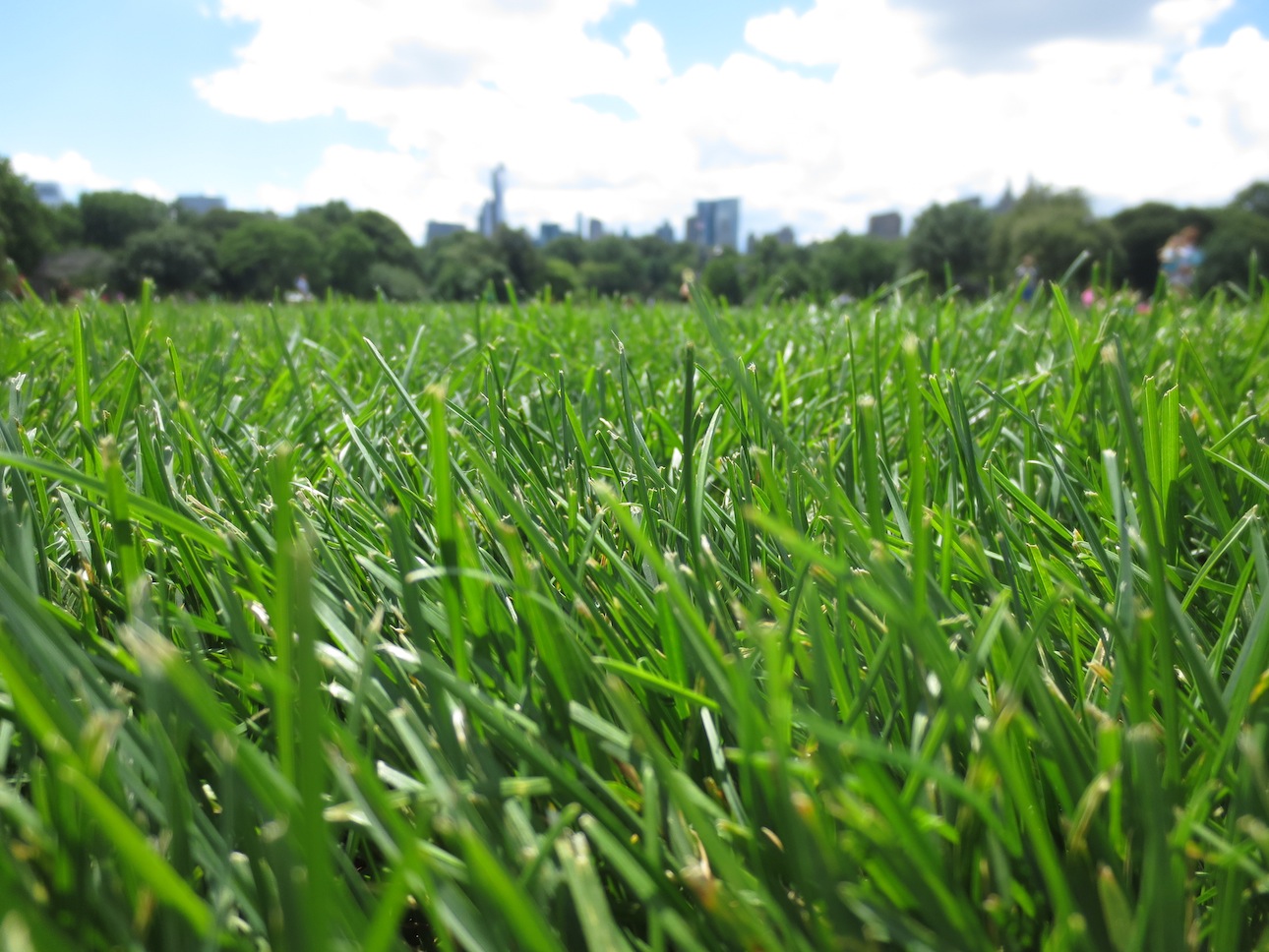 Laying out at Central Park softball fields.