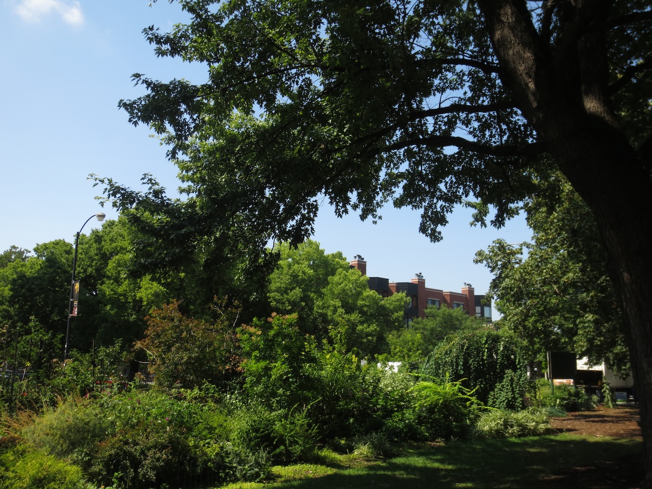 Greenery in Wicker Park.