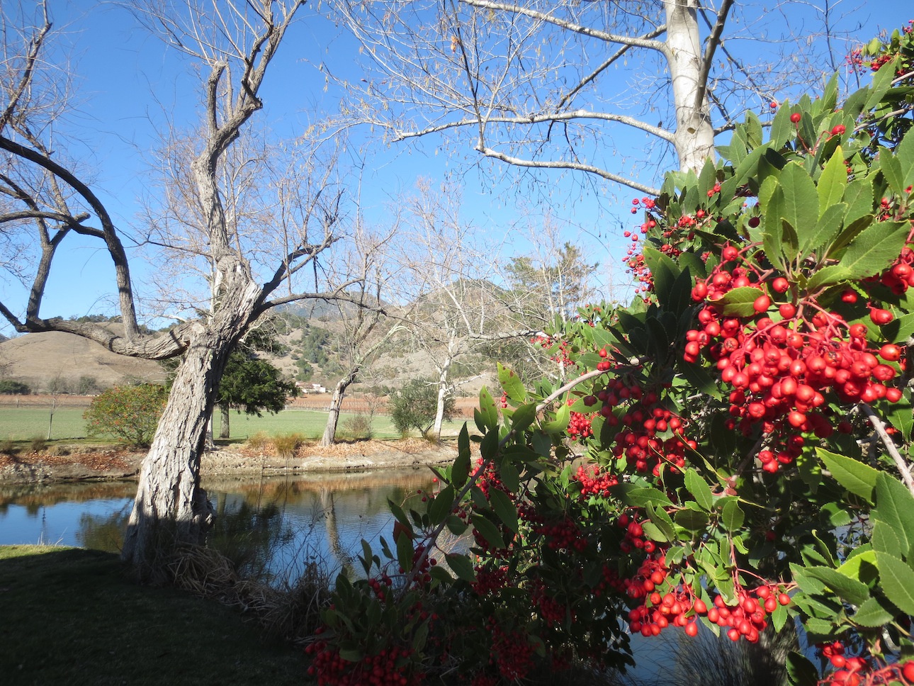 A different view of the pond from behind some berry bushes